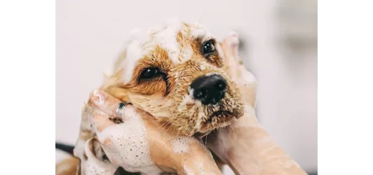 Jak często kąpać psa? Jakie kosmetyki dla psa kupić?